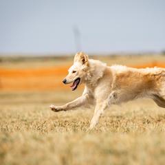 Mudis from Selenite Mudi