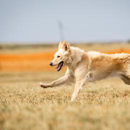 Mudis from Selenite Mudi