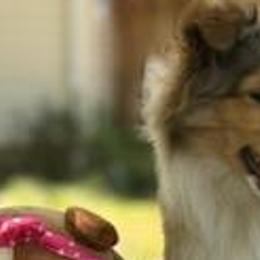 Shetland Sheepdogs from Belknap Shelties