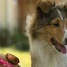 Shetland Sheepdogs from Belknap Shelties