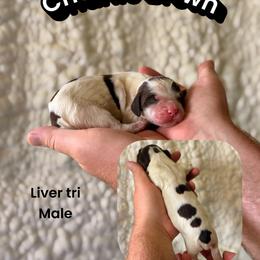 Charlie Brown - Liver white and tan male English Springer Spaniel puppy in Uvalda, Georgia from Willow Creek Farms