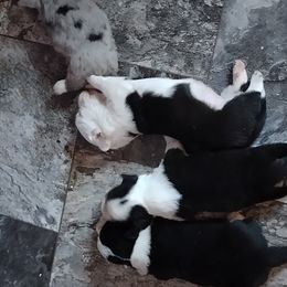 Boy 2 - Black and white male Cardigan Welsh Corgi puppy in Las Vegas, Nevada from Victory Crown