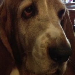 Basset Hounds from Terri's Basset Hounds