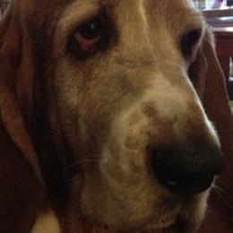Basset Hounds from Terri's Basset Hounds