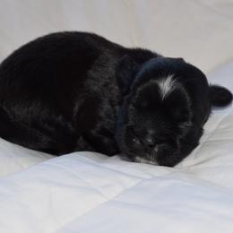Doc - Black and white male Shih Tzu puppy in Porterville, California from Moore Shih Tzus