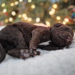 Eclair moyen poodle female - Brown female Poodle puppy in Milford, Michigan from Cuddley-Poods Moyen poodles