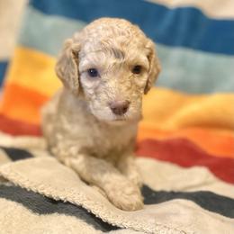 Stevie (Dark Pink Collar) - Caramel cream female Labradoodle puppy in Toledo, Washington from Bigfoot Doodles
