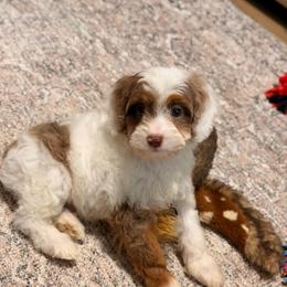 Puddles - Merle male Cavapoo puppy in Colcord, Oklahoma from Copper Lane Aussies, Doodles & Cavapoos