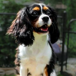 Cavalier King Charles Spaniels, Cavapoos, and Havanese from Grayfinn House