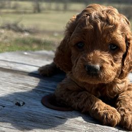 Chloe - Red Cockapoo puppy in Mena, Arkansas from Ouachita River Cockapoos
