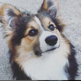 Pembroke Welsh Corgi All Grown Up from Han Dynasty Corgis