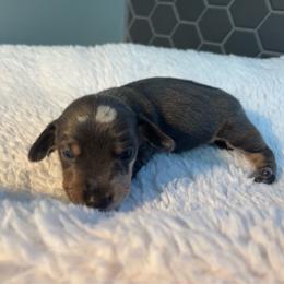 Ziti - Dapple male Dachshund puppy in Scottdale, Pennsylvania from Our Sweet Dachshund Farm