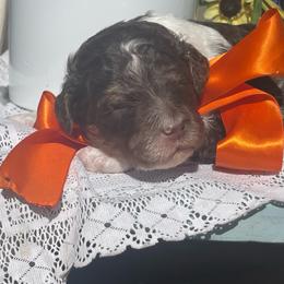 Nash - Parti male Labradoodle puppy in St George, Utah from Terra's Swann's Kennels