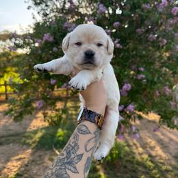 Boy 1 - Black male Labrador Retriever puppy in Escalon, California from Honeyfield Retrievers