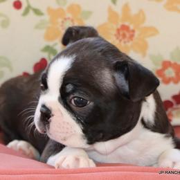 Ginger - Black brindle and white female Boston Terrier puppy in Winnsboro, Texas from JP Ranch Bulldogs