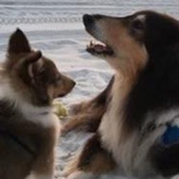 Collie Puppies from Rough Collie Studding