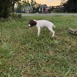 German Shorthaired Pointer Puppies from Rustic Creek Farms
