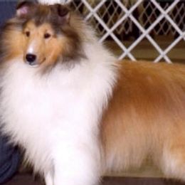 Shetland Sheepdogs from Oak Dale Shelties