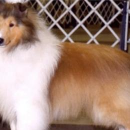 Shetland Sheepdogs from Oak Dale Shelties