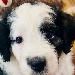 Pebbles - Black and white female Aussiedoodle puppy in Jamaica Beach, Texas from Third Coast Maltipoos and Doodles