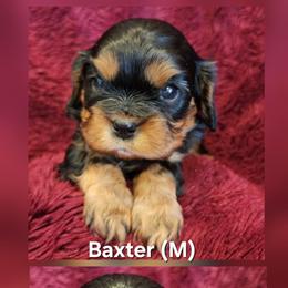 Baxter - Black and tan male Cavalier King Charles Spaniel puppy in Simi Valley, California from Above All Else Love