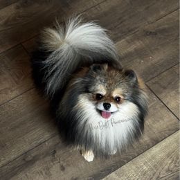 Wally - Pomeranian