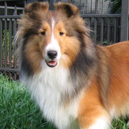 Shetland Sheepdogs from Gopher Hollow