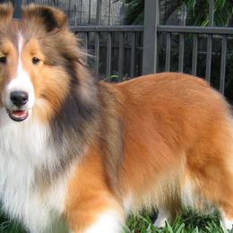 Shetland Sheepdogs from Gopher Hollow