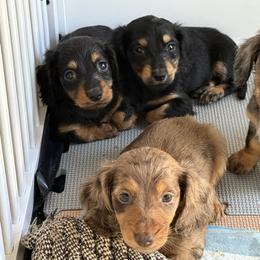 Dachshund Puppies from Sawyer’s Teenie Weenies