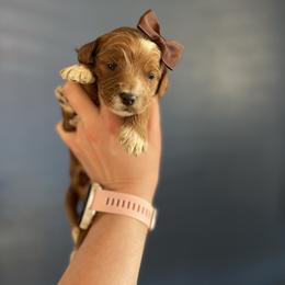 Brownie - Parti female Goldendoodle puppy in Casper, Wyoming from 307 Doodles