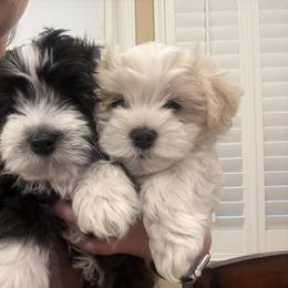 Havanese Puppies from Cielo Havanese