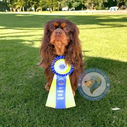 Cavalier King Charles Spaniel Puppies from West Coast Cavaliers