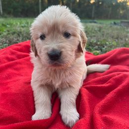 Judy Garland - Golden female Golden Retriever puppy in Meriden, Kansas from Sunkissed Retrievers