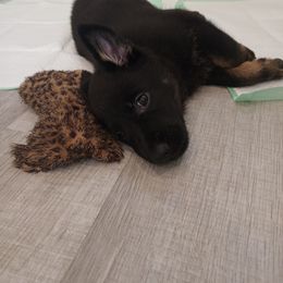 German Shepherd Puppies from BK German Shepherds