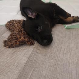 German Shepherd Puppies from BK German Shepherds