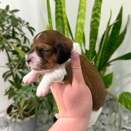 AKC Red Piebald - Piebald male Dachshund puppy in Colville, Washington from G&B Iron Mountain Dachshunds