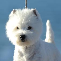 West Highland White Terriers from Wildwood Westies