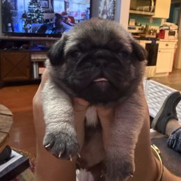 Canelo - Fawn male Pug puppy in Vader, Washington from Tanori Kennels