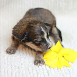 Girl 4 - Bernedoodle puppy in Riverdale, Utah from La Di Da Doodles