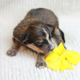 Girl 4 - Bernedoodle puppy in Riverdale, Utah from La Di Da Doodles