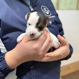 Jack Russell Terrier Puppies from Kilgus Jack Russell Terriers