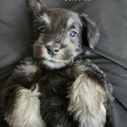 Marcie II - Black and white female Schnoodle puppy in Tucson, Arizona from Smart Schnauzers & Schnoodles