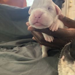 Girl 3 - White female Boxer puppy in Denison, Texas from Keisha's Boxers