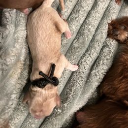 Goldendoodle Puppies from Lasting Legacy Family Dogs