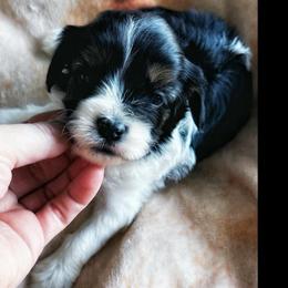 Harry Potter - Tri-color male Cavapoo puppy in Battle Lake, Minnesota from Panda Puppies