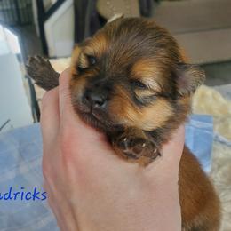 Hendricks - Orange sable male Pomeranian puppy in Saint Charles, Missouri from Bisous Pomeranians & Heartland Sh