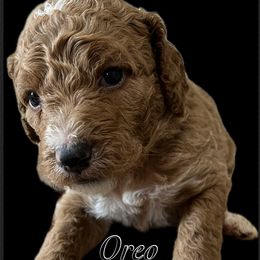 Boy 3 - Goldendoodle puppy in Byron, Minnesota from Midwestern Doodles