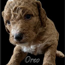 Boy 3 - Goldendoodle puppy in Byron, Minnesota from Midwestern Doodles