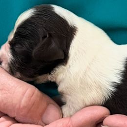 Tempo boy 2 - Liver and white male Brittany puppy in Floyd Knobs, Indiana from Cross Creek Brittanys