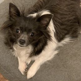 Chihuahua Puppies from Seaside Chihuahuas LLC